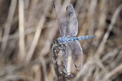 昨日のトンボ (2)