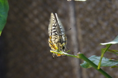 昨日のアゲハ (2)