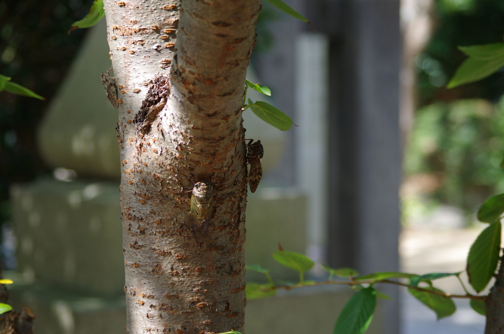 クマゼミ、アブラゼミ、ニイニイゼミ