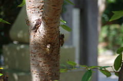 クマゼミ、アブラゼミ、ニイニイゼミ