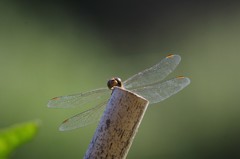 今日もいい天気 (1)