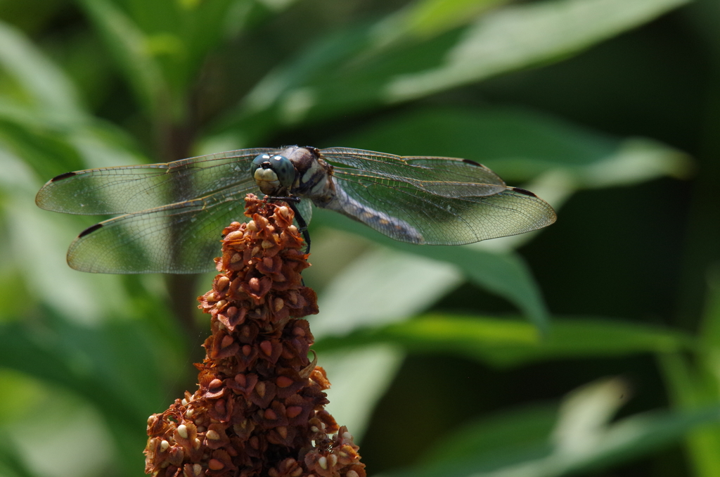 シオカラトンボ (2)