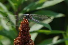 シオカラトンボ (2)