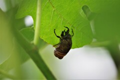 無花果とクマゼミ (1)