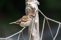 どうしよっかなぁ