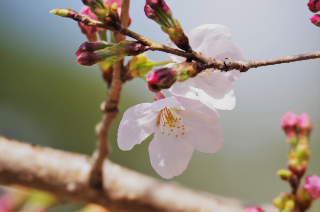 桜咲く (2)