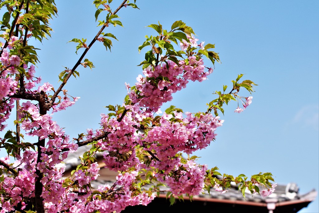 河津桜