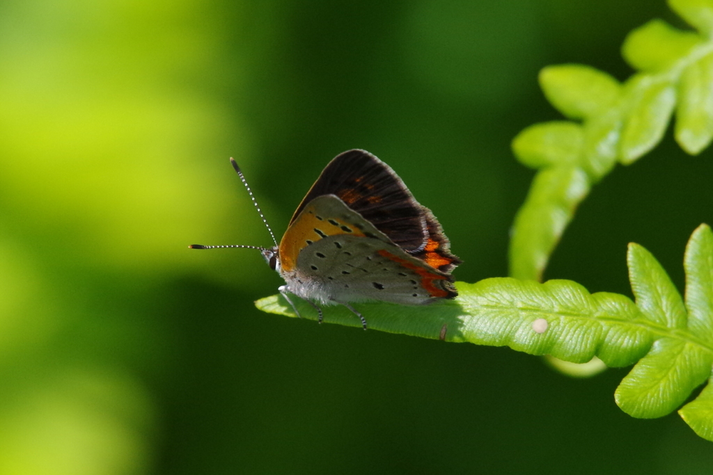 昨日のベニシジミ (1)