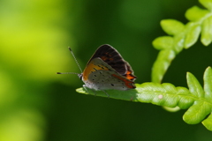 昨日のベニシジミ (1)