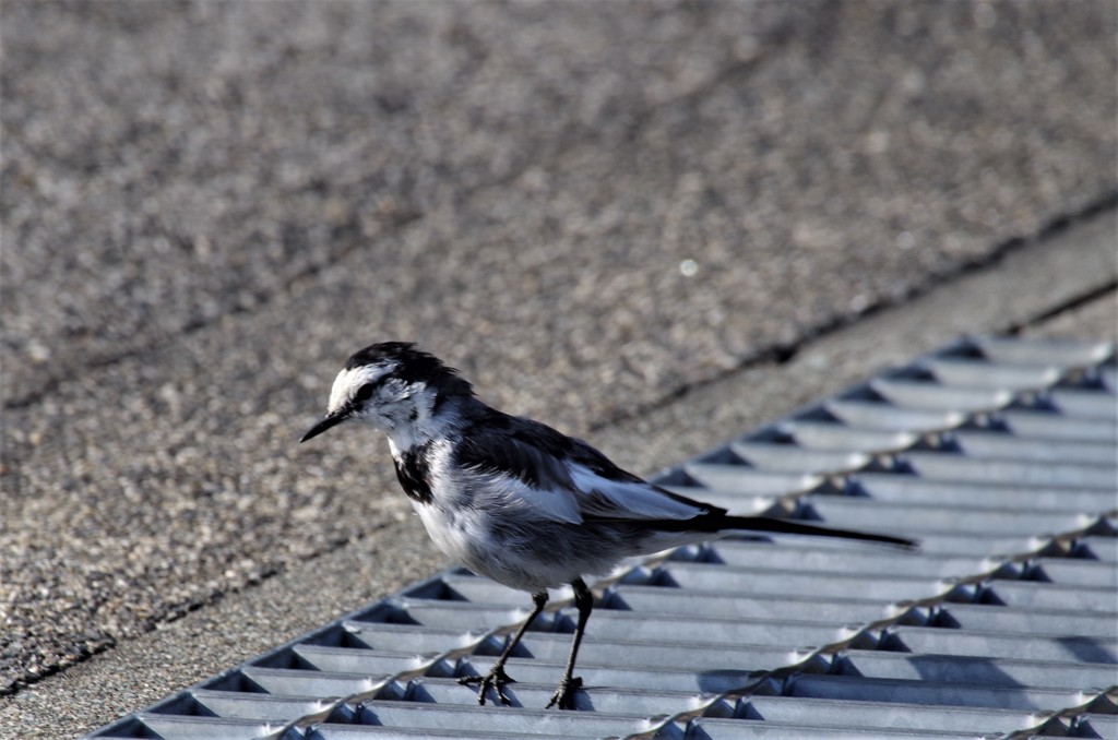 昨日のセキレイ (2)