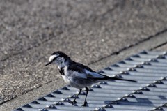 昨日のセキレイ (2)