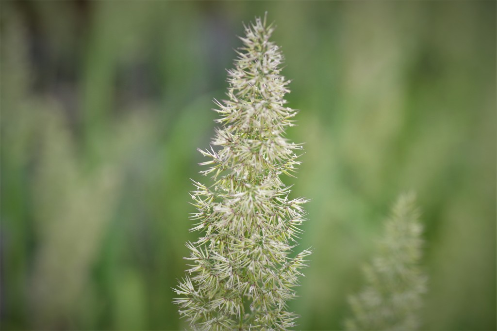 クサヨシでしょうか。