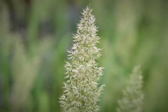 クサヨシでしょうか。