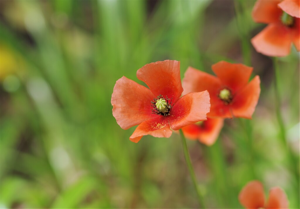 ひなげしの花