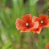 ひなげしの花