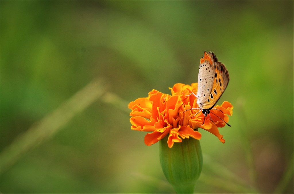一昨日のベニシジミ (2)