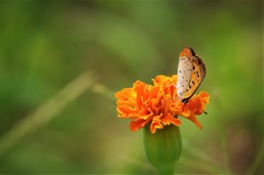 一昨日のベニシジミ (2)