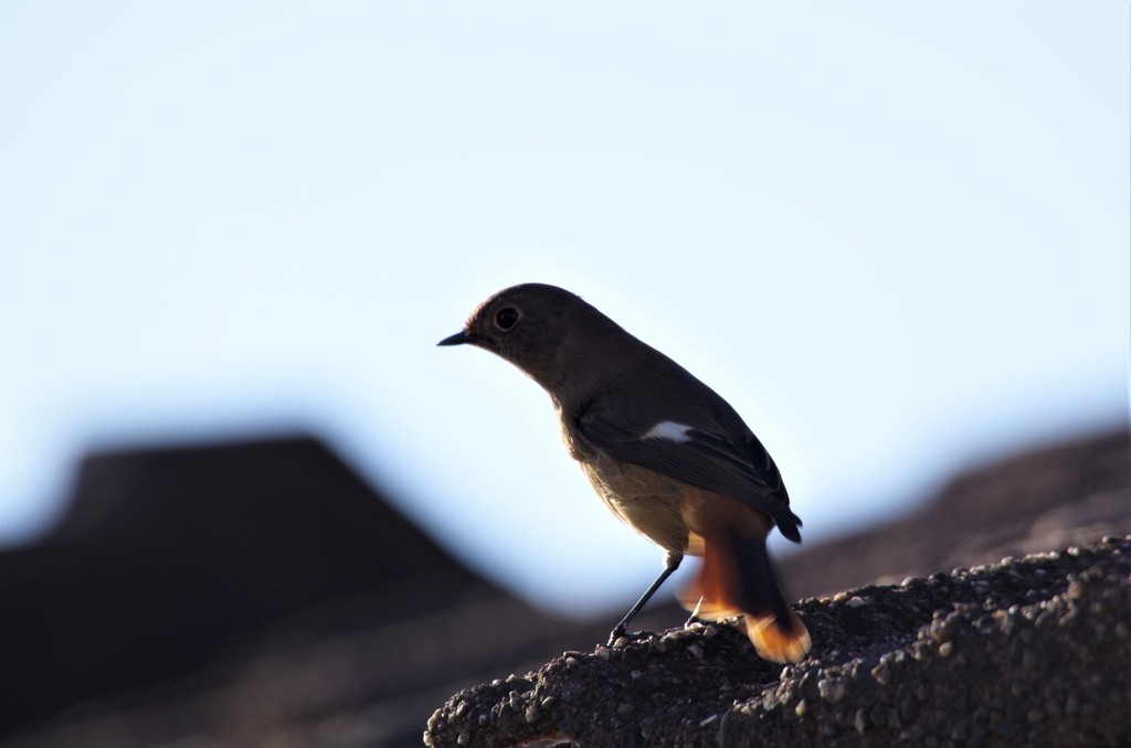 昨日のジョウビタキ (2)