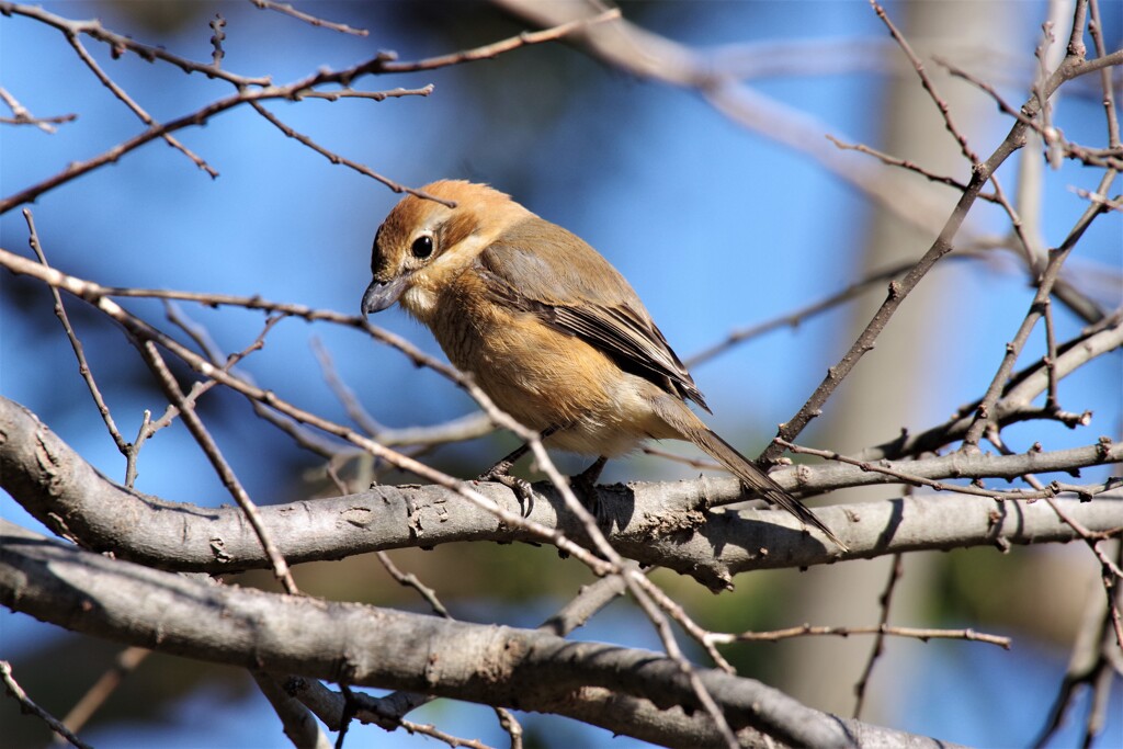 今日の野鳥 (5)