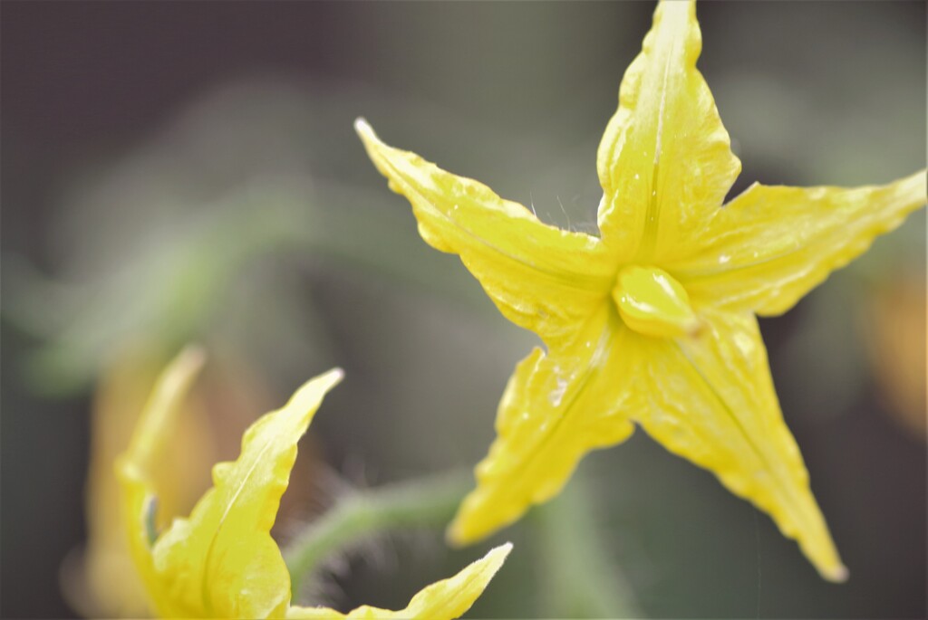 ミニトマトの花