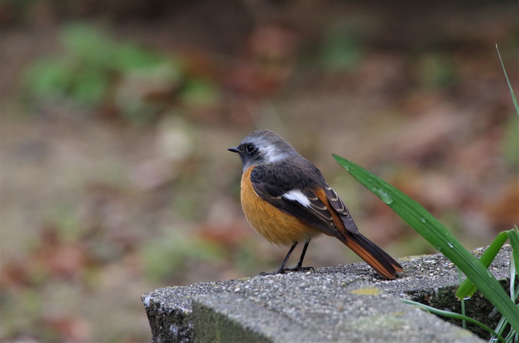 昨日のジョビ君　2