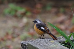 昨日のジョビ君　2