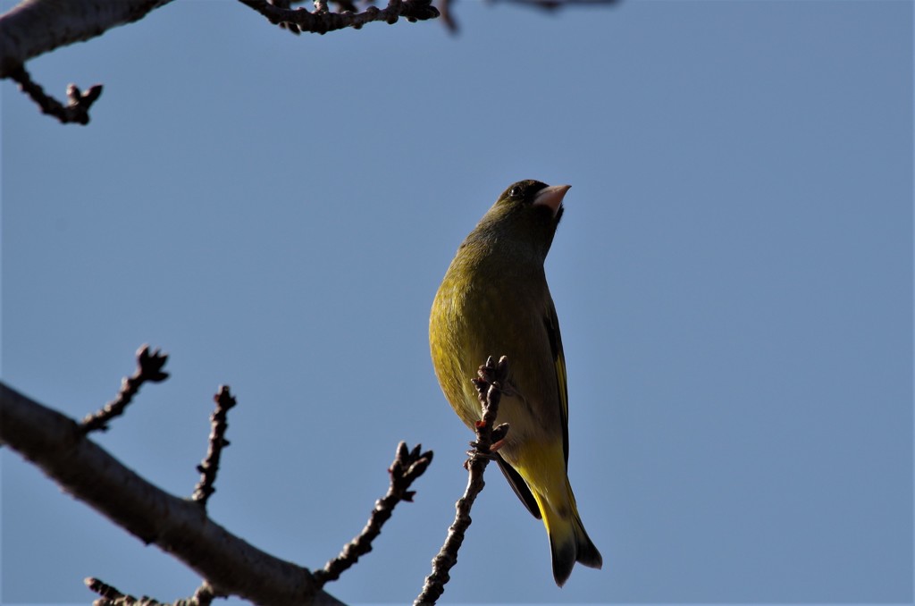 昨日のカワラヒワ (2)