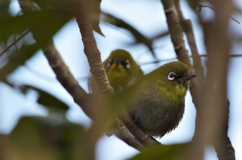 昨日のメジロ (2)