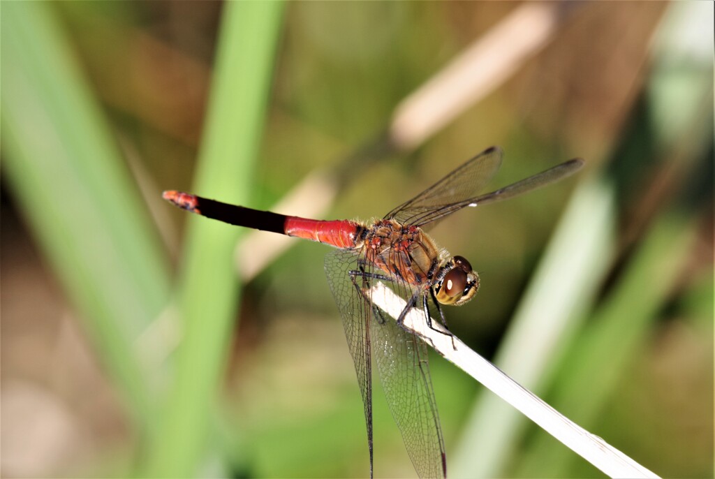 昨日のトンボ (2)