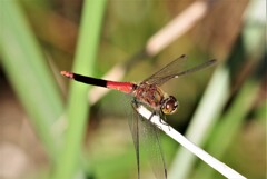 昨日のトンボ (2)