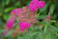 なんの花かなぁ