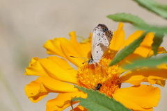 今日のヤマトシジミ