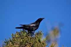 嫌われ者ですが・・・ (2)