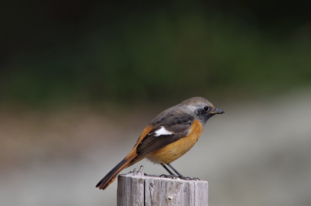 いつものジョビ君 (1)