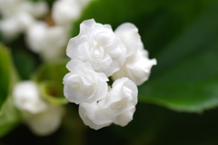 八重咲きベゴニア2