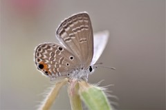 昨日のヤマトシジミ (1)