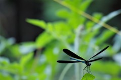 今日のトンボ (2)