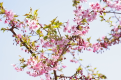 河津桜