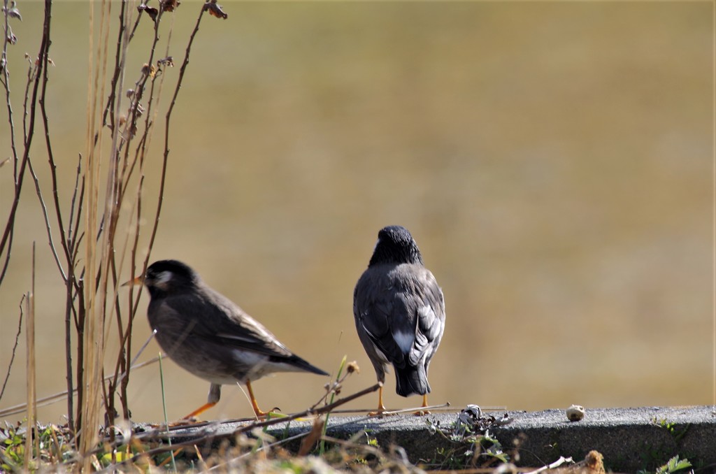 昨日のムクドリ (2)