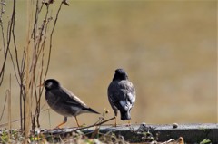 昨日のムクドリ (2)