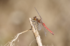 今日の赤トンボ (1)