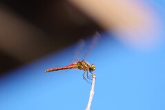 秋の空と赤トンボ