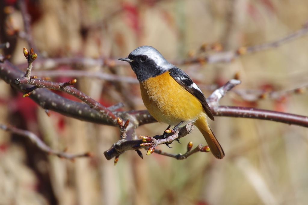 昨日のジョウビちゃん (3)