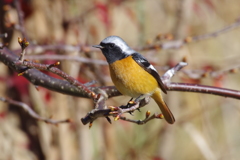昨日のジョウビちゃん (3)