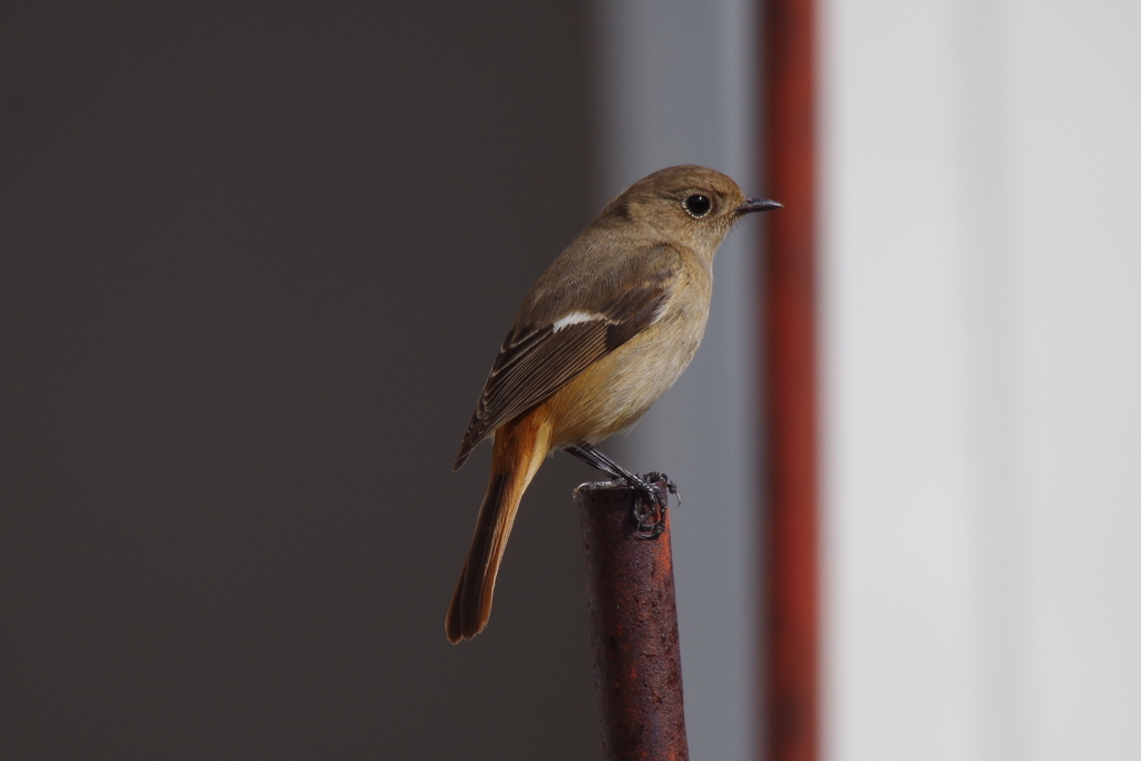 もうすぐ春みたいね
