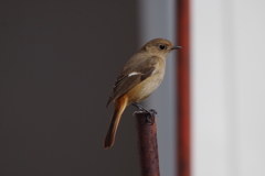 もうすぐ春みたいね