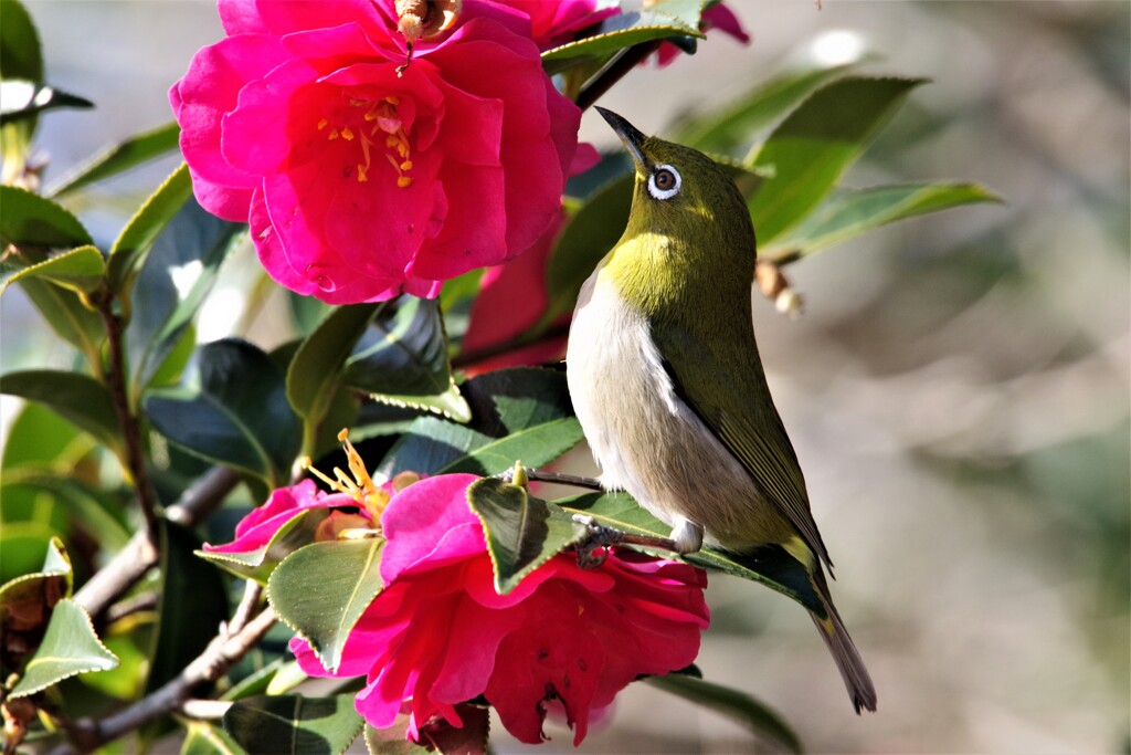 山茶花とメジロ (3)