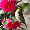 山茶花とメジロ (3)
