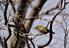 昨日の野鳥 (2)