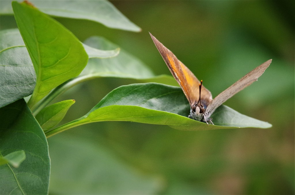 昨日のシジミチョウ